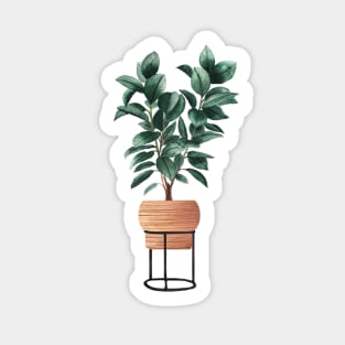 Ficus Elastica Illustration Sticker